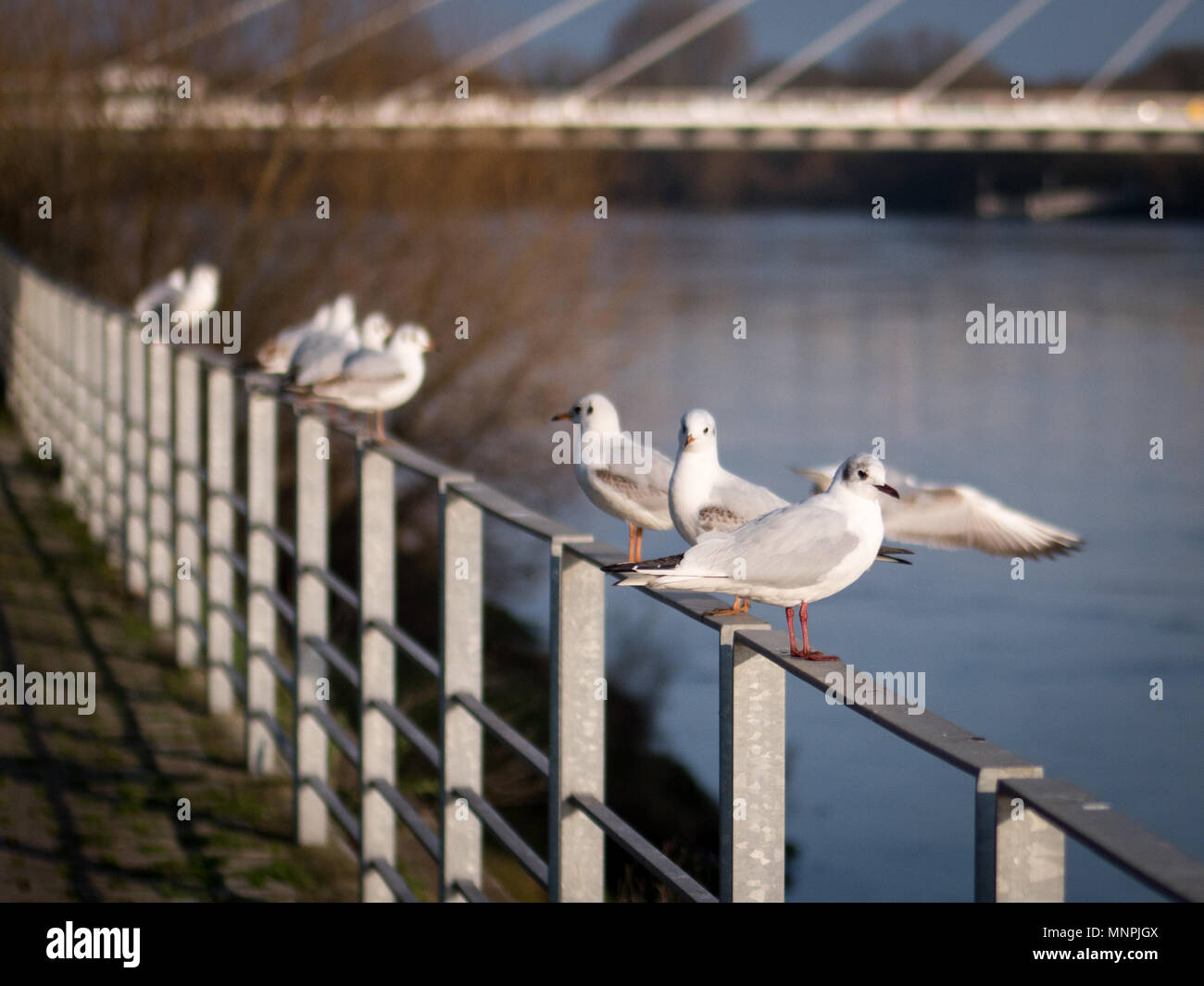 Oiseaux à Nantes Banque D'Images