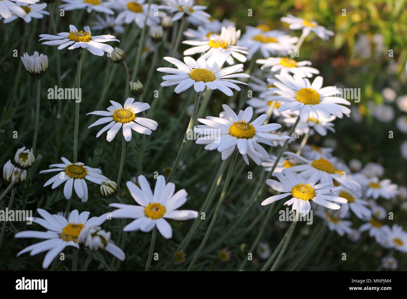 Oeil de Boeuf ou Marguerites Shasta Banque D'Images