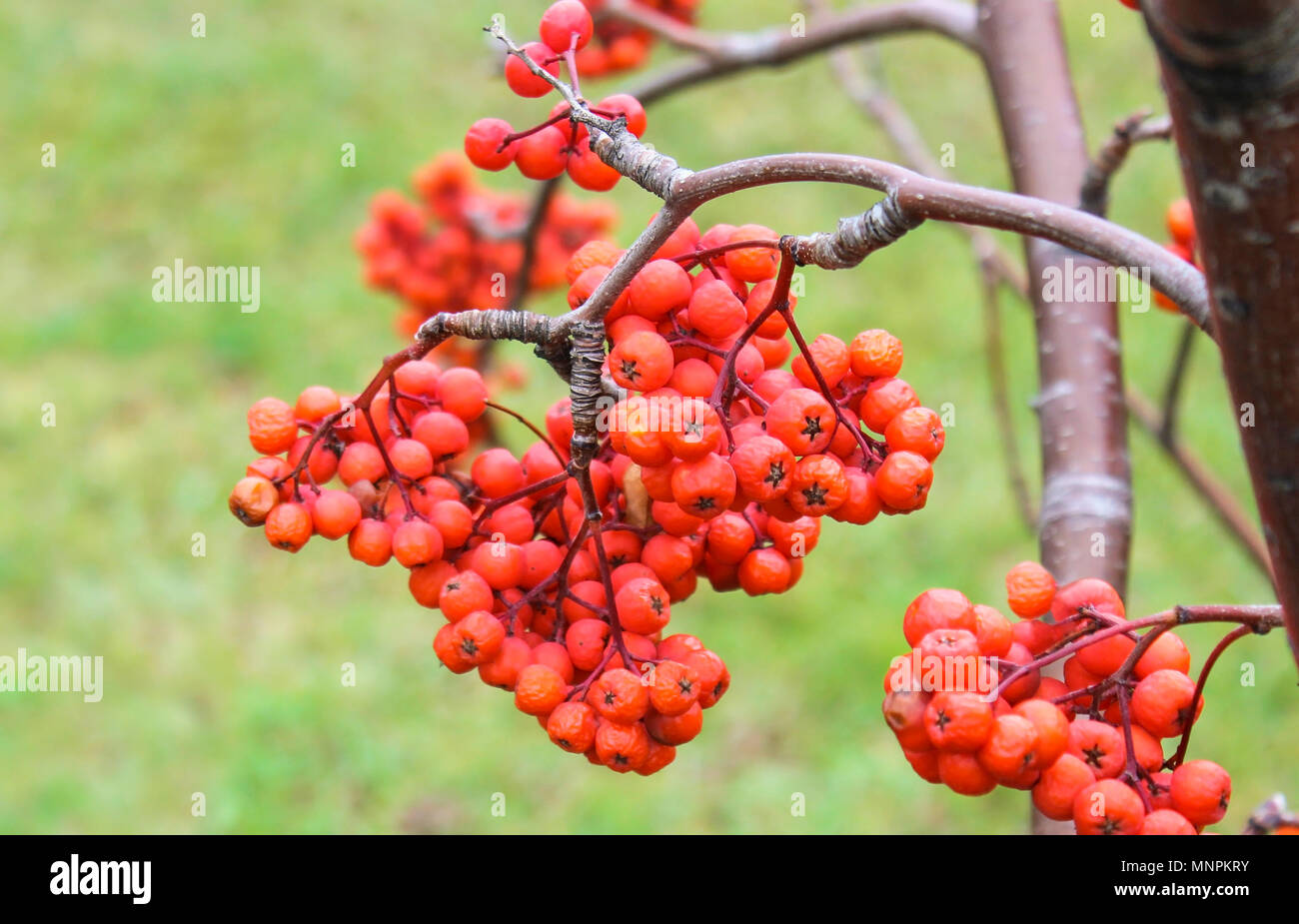 Rowan sur les branches à la fin de l'automne après une gelée Banque D'Images