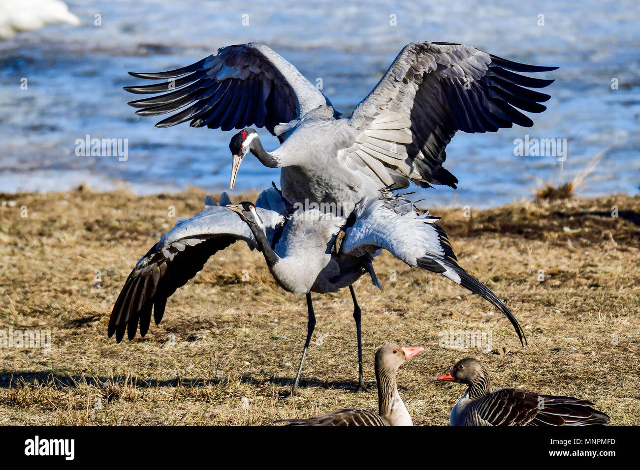 Les grues d'Eurasie Banque D'Images