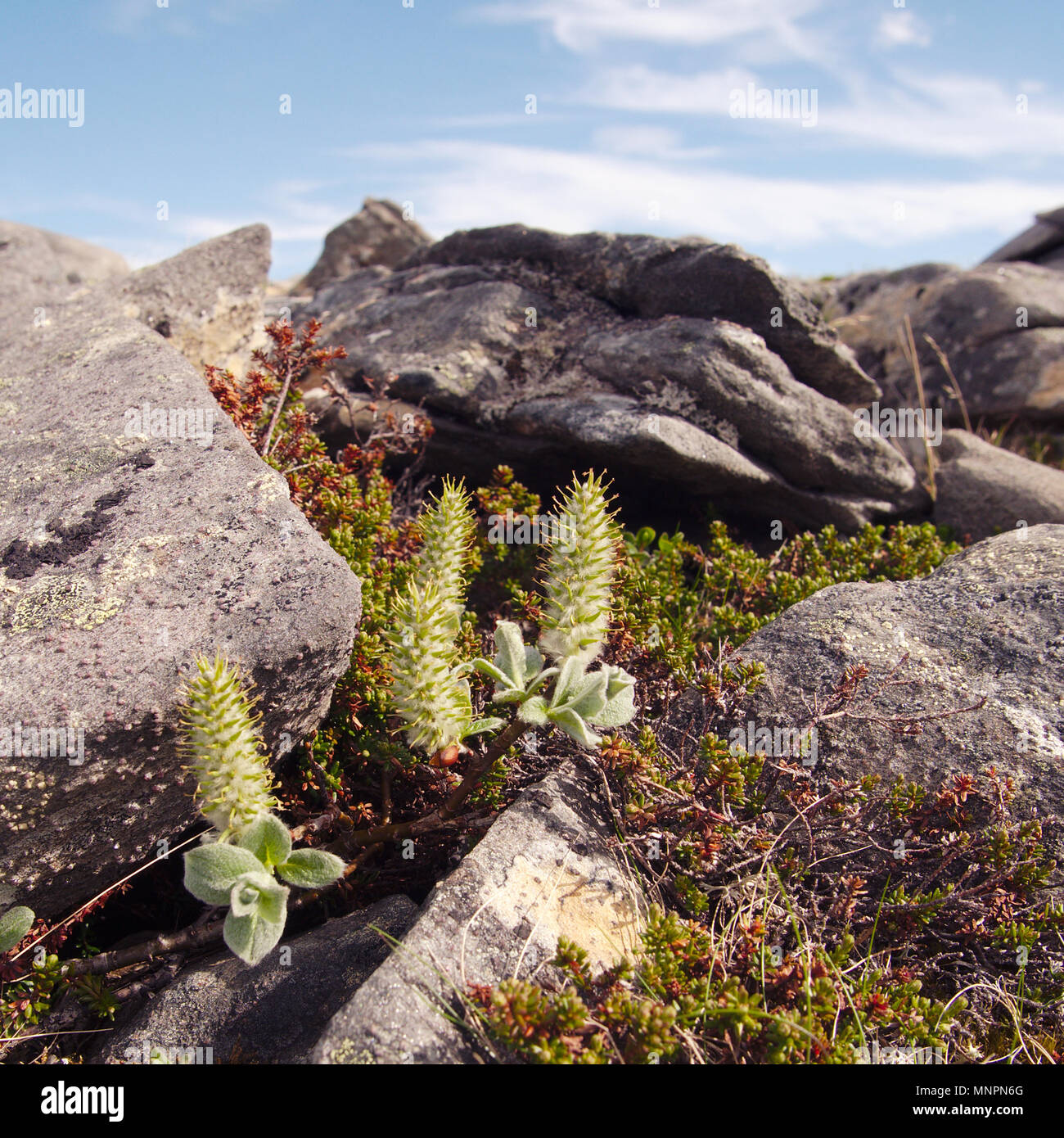 Vue panoramique sur le sentier près de Knivskjelodden Nordkapp, Norvège. Knivskjelodden est la partie la plus au nord de l'Europe et ne peut être atteint à pied. Banque D'Images