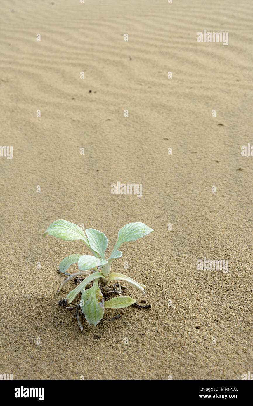 Plantes sur plage de Dwesa dans l'Est du Cap, en Afrique du Sud Banque D'Images