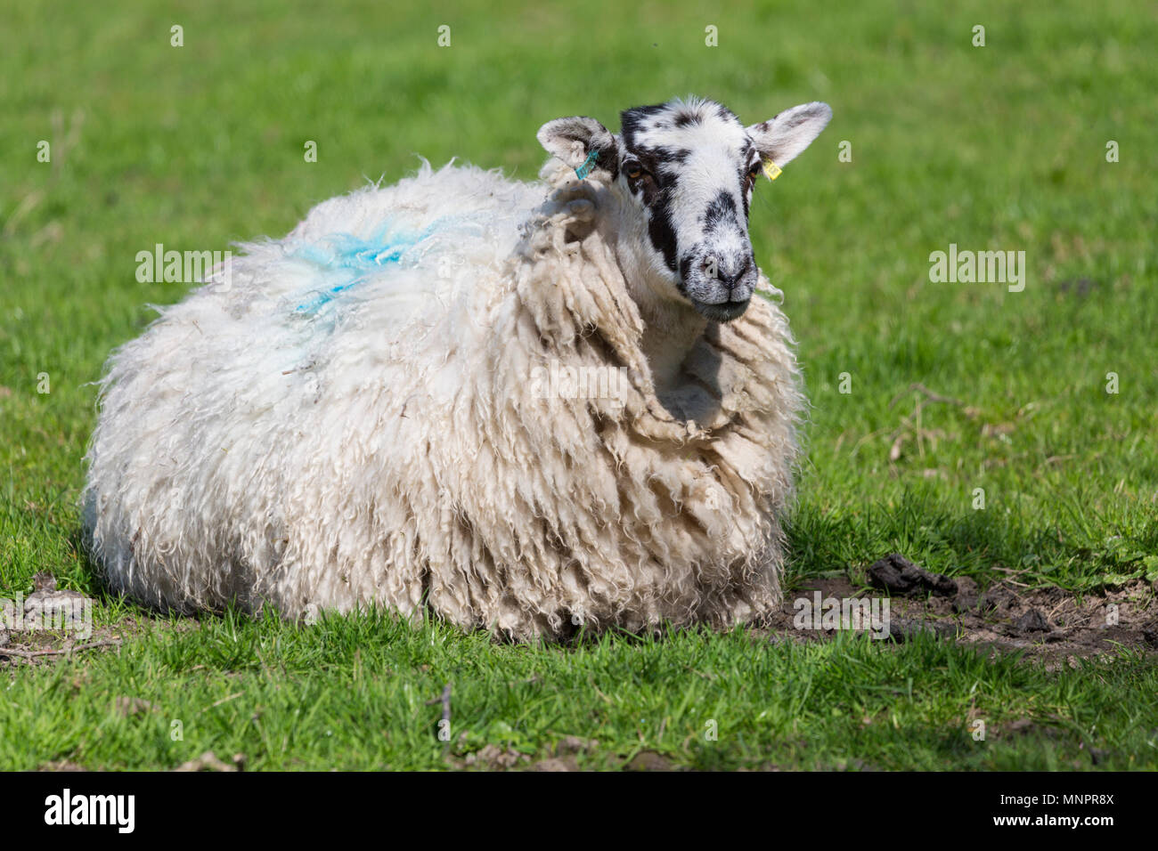 Moutons Herdwick paissant dans la vallée de Langdale Banque D'Images