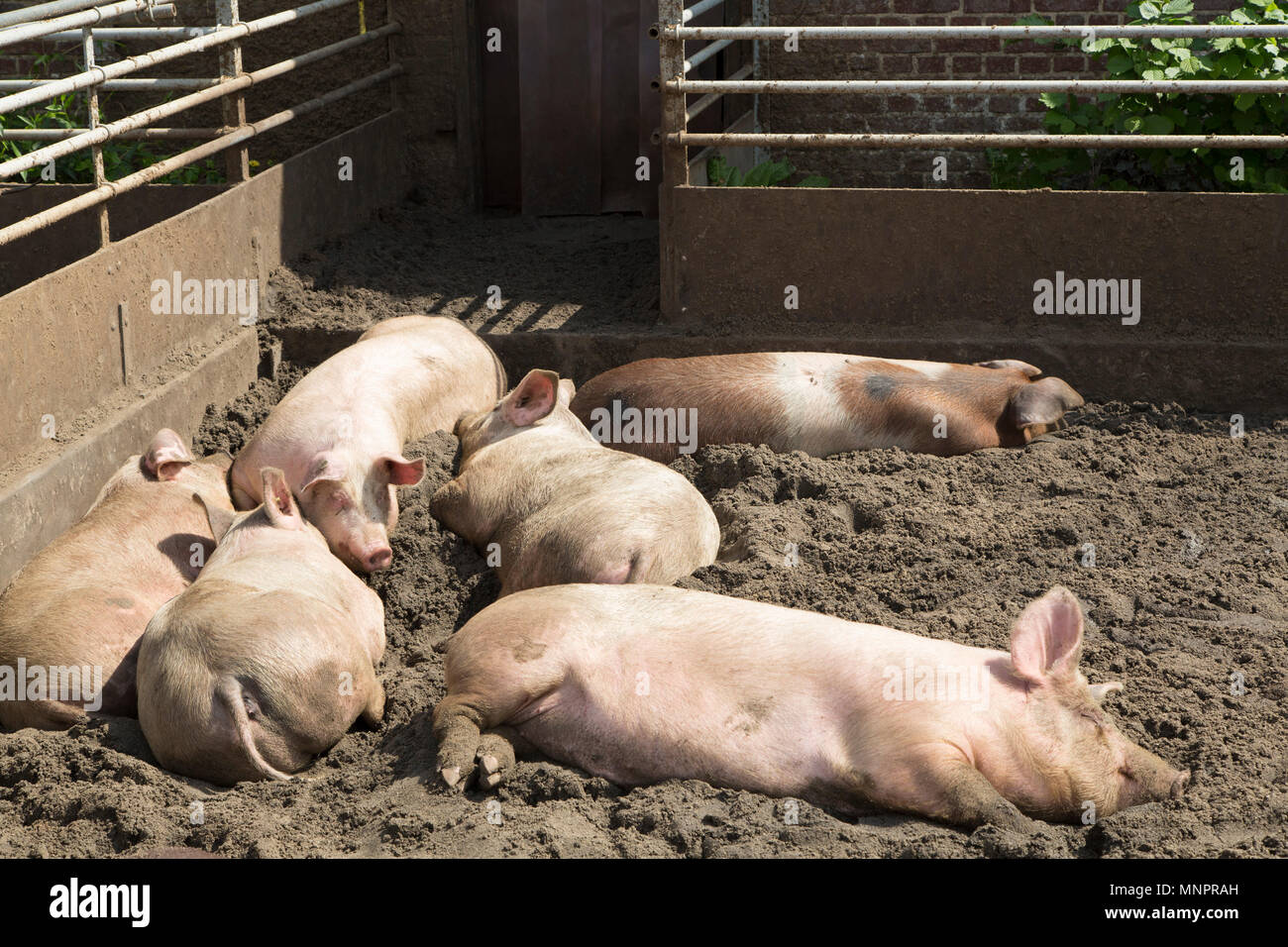 Les porcs dans un orgelet à l'exploitation porcine à l'abbaye Lilbosch à Echt, aux Pays-Bas. La viande de porc à la trappe est utilisé pour rendre la viande Livar prod Banque D'Images