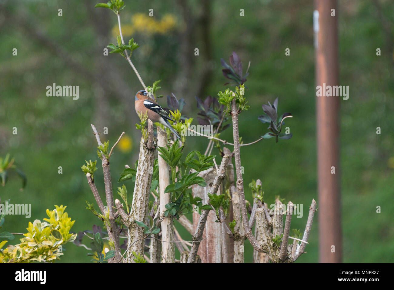 Un pinson (Fringilla coelebs) perché sur une branche Banque D'Images