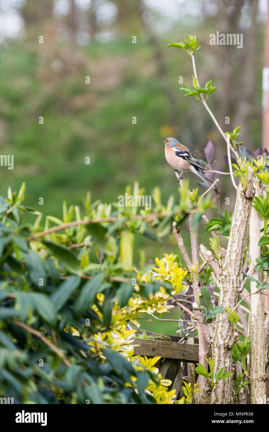 Un pinson (Fringilla coelebs) perché sur une branche Banque D'Images