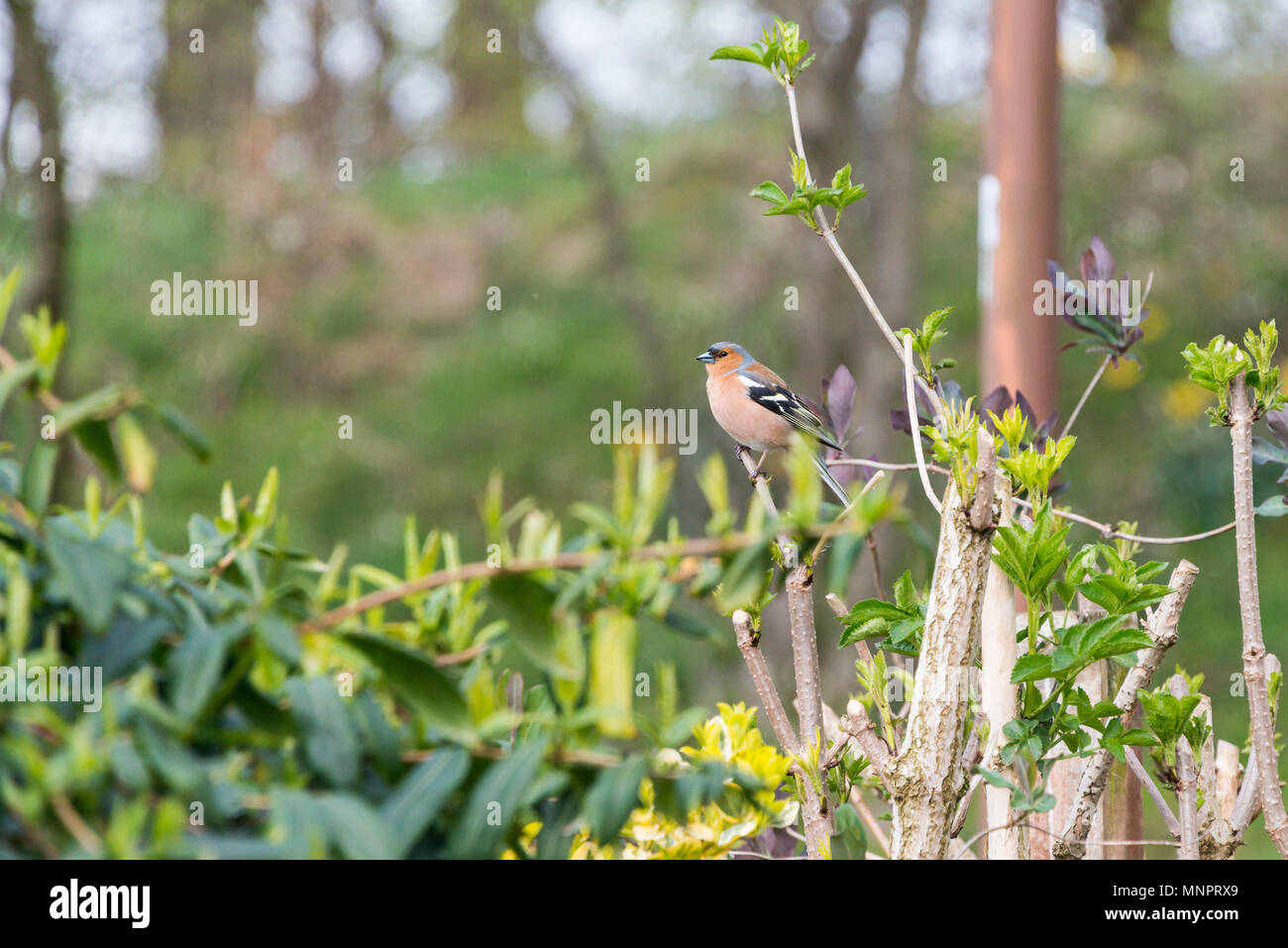 Un pinson (Fringilla coelebs) perché sur une branche Banque D'Images