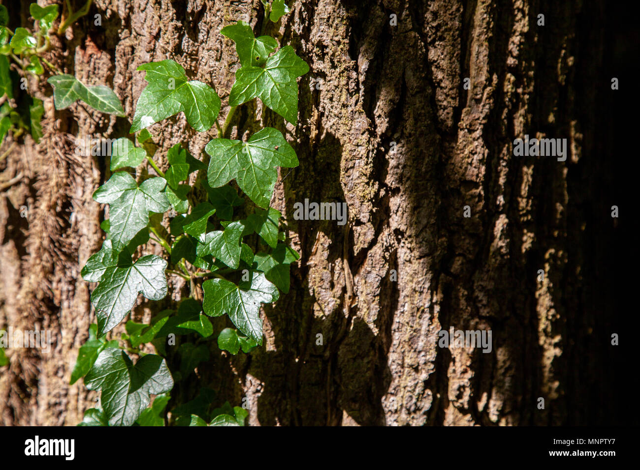Ivy grimpant sur un tronc d'arbre texturé Banque D'Images