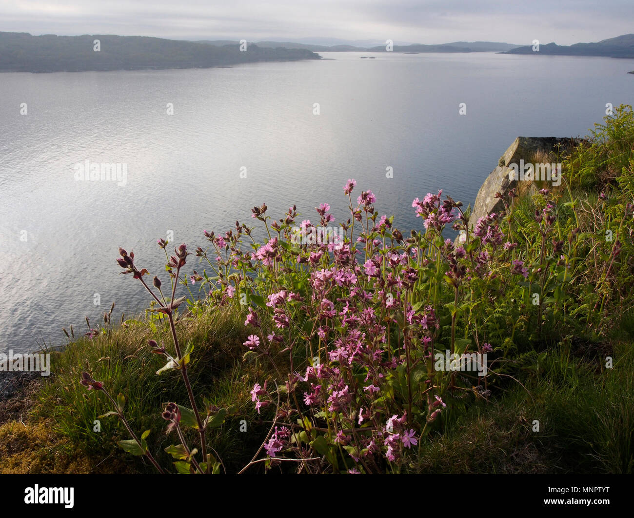 Red campion, Eilean Arsa, Ecosse Banque D'Images
