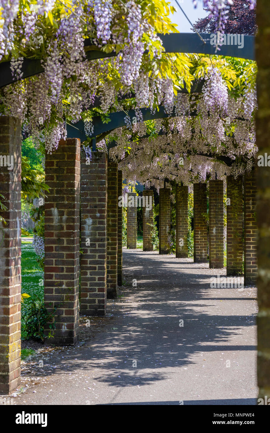 La Pergola de glycines à Andrews Park (parc de l'Est) au printemps en mai 2018 dans le centre-ville de Southampton, Hampshire, England, UK Banque D'Images