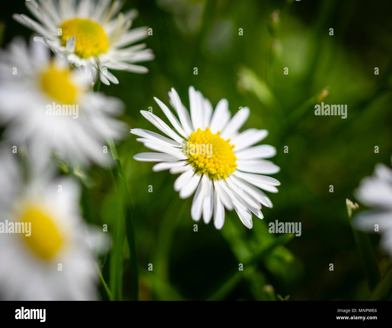 Libre de Bellis perennis également connu sous le nom de Daisy Daisy pelouse commune, ou en anglais daisy Banque D'Images