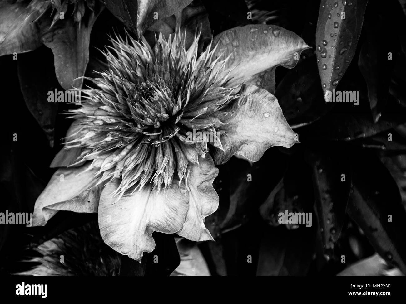 Le noir et blanc Clematis floraison printanière abstract close up détaillée de la fièvre Banque D'Images