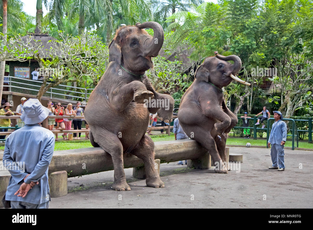 Elephant safari bali Banque de photographies et d'images à haute résolution  - Alamy