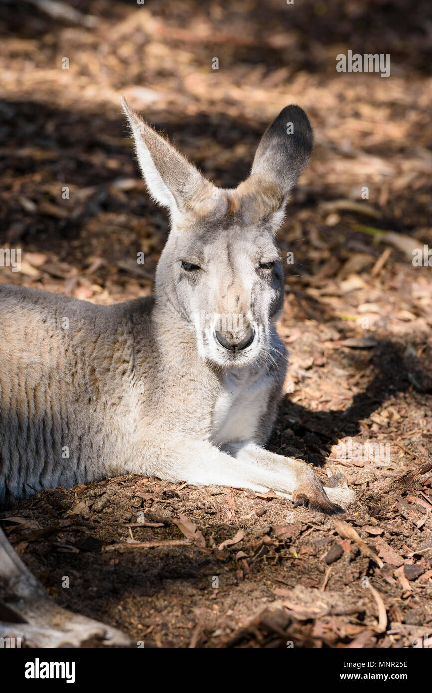Dormir au soleil kangourou au zoo de Perth, Perth, Australie occidentale du sud Banque D'Images