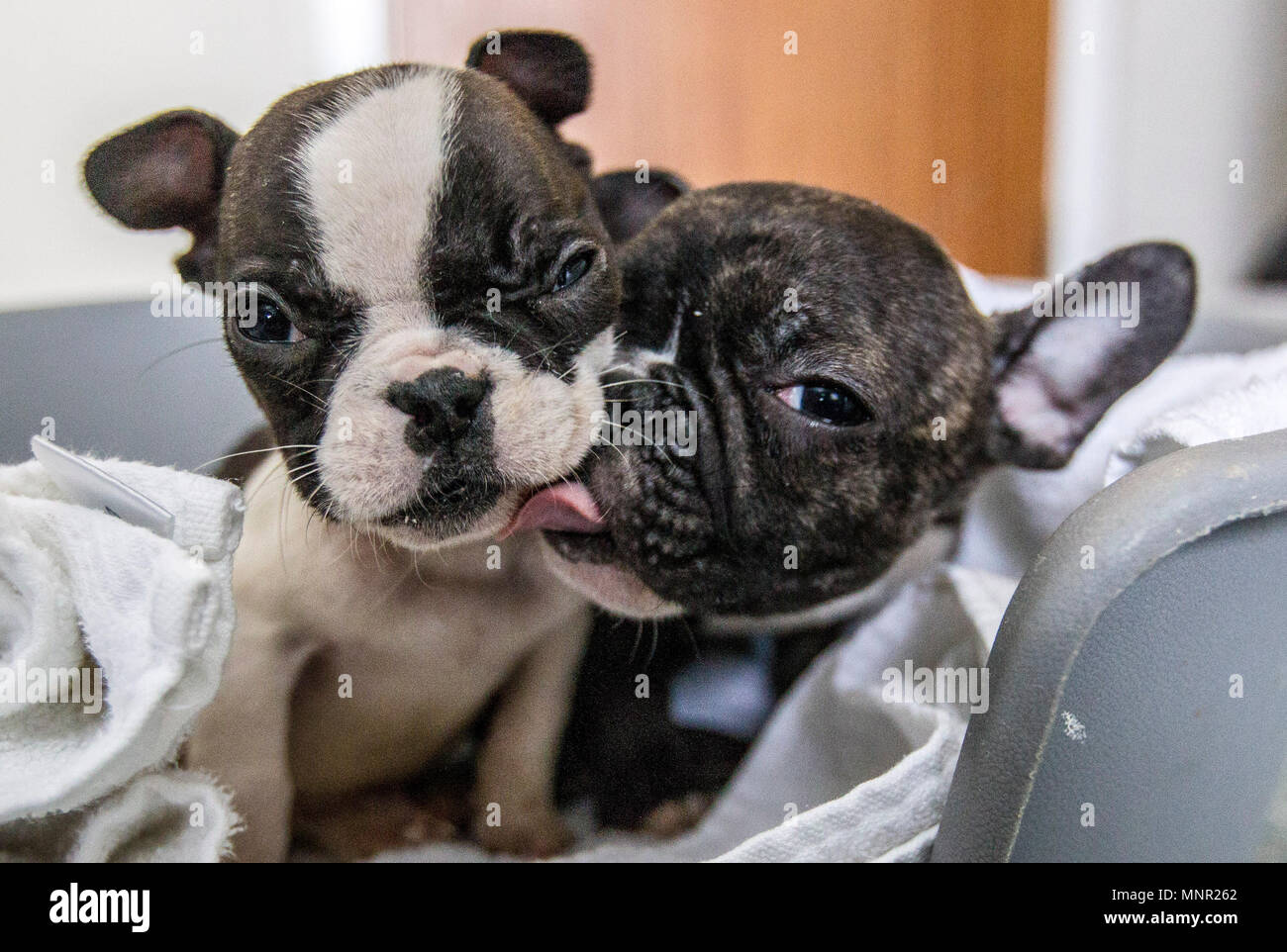 Chiots bulldog français dans panier Banque D'Images