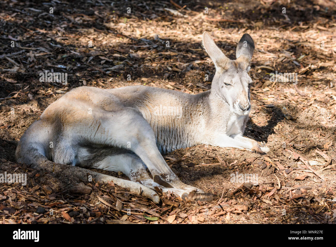 Dormir au soleil kangourou au zoo de Perth, Perth, Australie occidentale du sud Banque D'Images