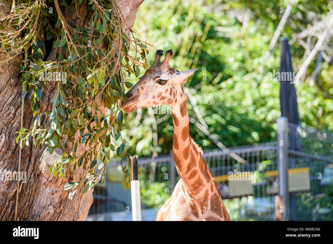 Perth Zoo's baby giraffe calf nommé Kamili, zoo de Perth, Perth, Australie occidentale du sud Banque D'Images