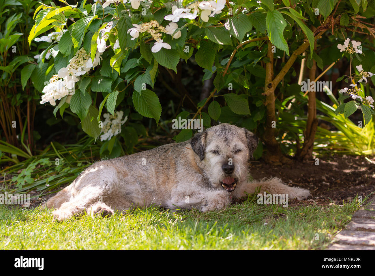 Border terrier chien couché et les bâillements à l'ombre d'un buisson dans un jardin par une chaude journée ensoleillée. Banque D'Images
