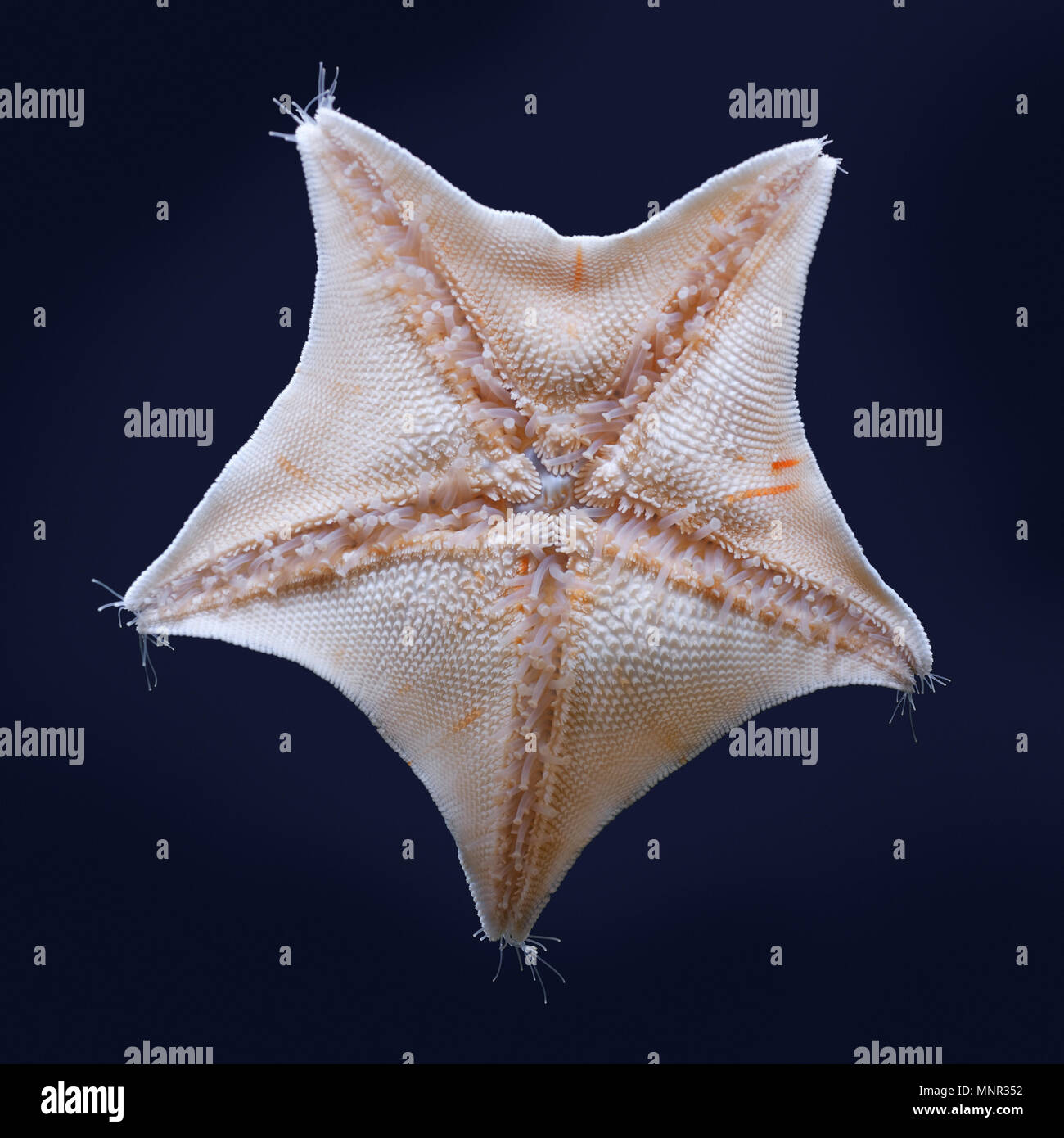 Sealife : Dessous de blue bat star, Patiria ou pectinifera Asterina pectinifera, closeup shot Banque D'Images