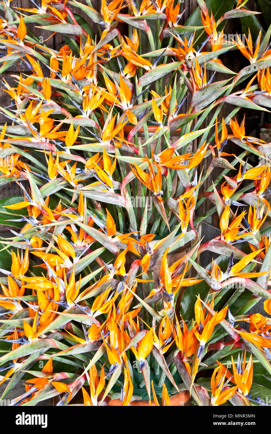 Oiseau de paradis (Strelitzia) magnifique bouquet Banque D'Images
