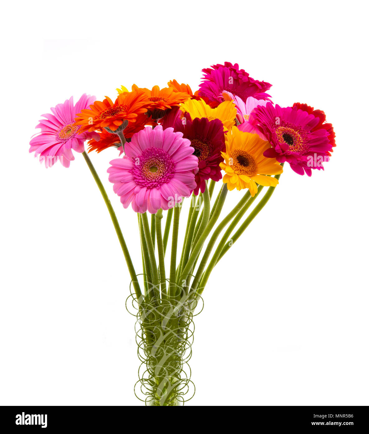 Bouquet de fleurs sur fond awhite Gerber Banque D'Images
