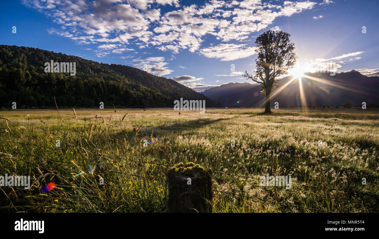 Le soleil derrière un arbre dans un champ à la recherche vers les montagnes sur l'île du Sud, Nouvelle-Zélande Banque D'Images