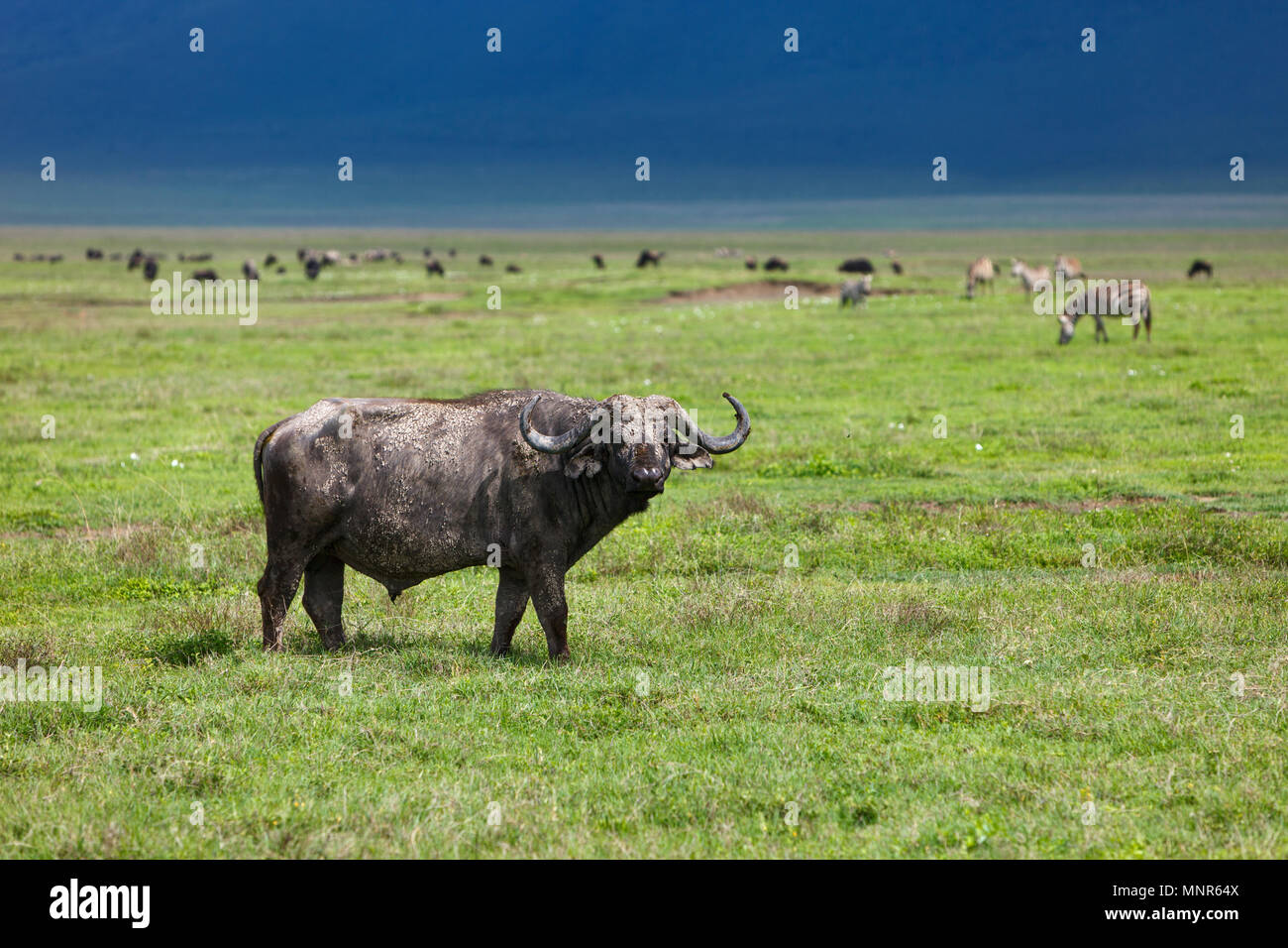 Buffle dans le cratère du Ngorongoro, en Tanzanie Banque D'Images Buffle dans le cratère du Ngorongoro, en Tanzanie Banque D'Images