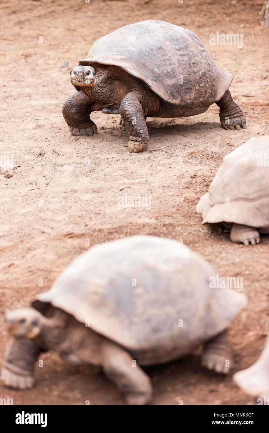 Portrait de la plus grande espèce vivante de tortue Banque D'Images Portrait de la plus grande espèce vivante de tortue Banque D'Images