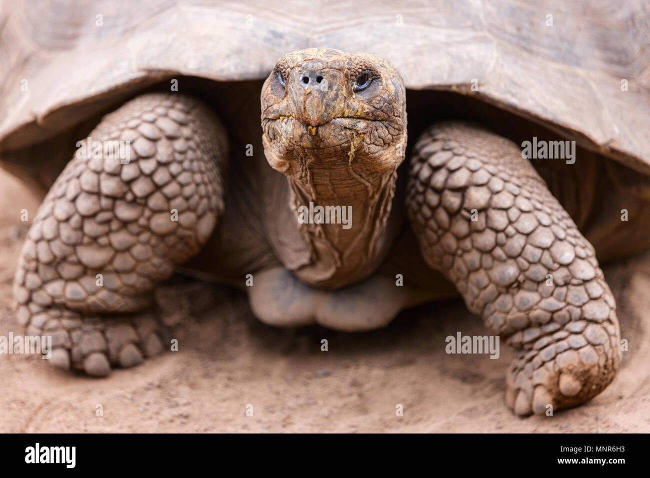 Tortue géante des Galapagos close up portrait Banque D'Images Tortue géante des Galapagos close up portrait Banque D'Images
