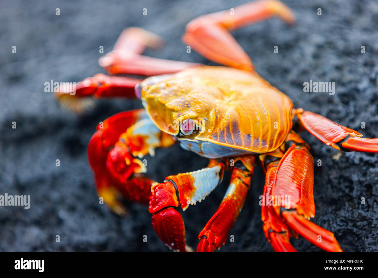 Sally Lightfoot crab sur une pierre de lave noire Banque D'Images