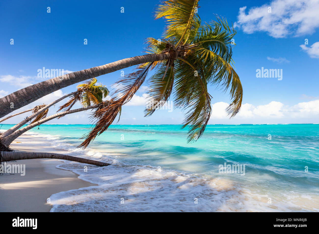 Belle plage entourée de palmiers sur l'île des Caraïbes d'Anguilla Banque D'Images