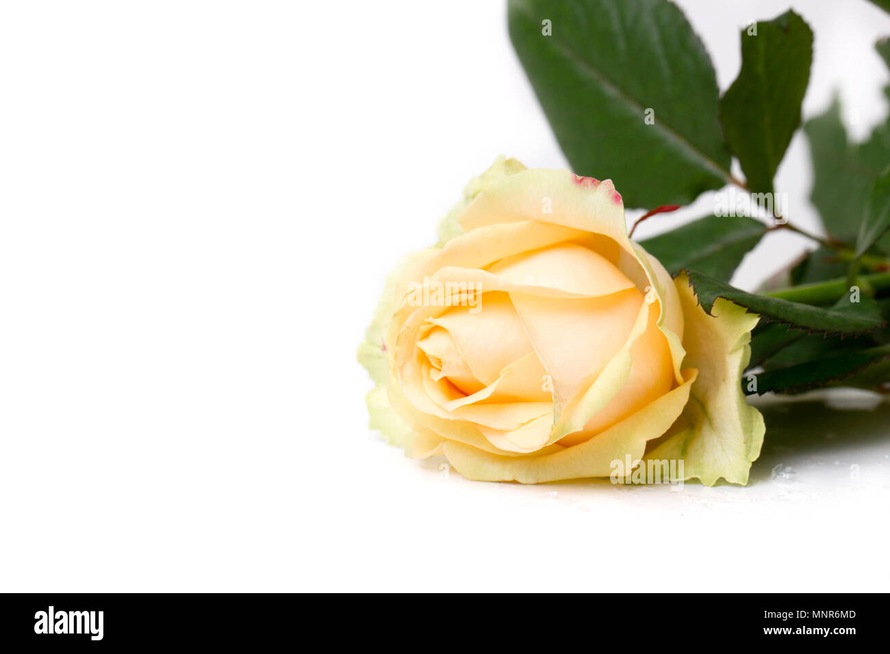 Macro rose jaune Banque D'Images