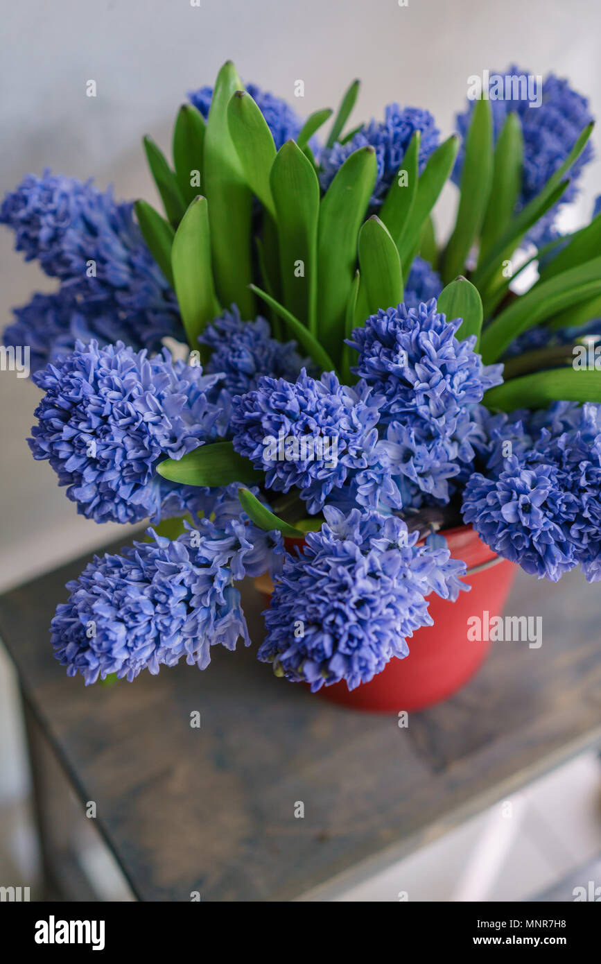 Bouquet de belles jacinthes bleues. Close-up printemps fleurs dans vase.  plante à bulbe. Papier peint à fleurs Photo Stock - Alamy