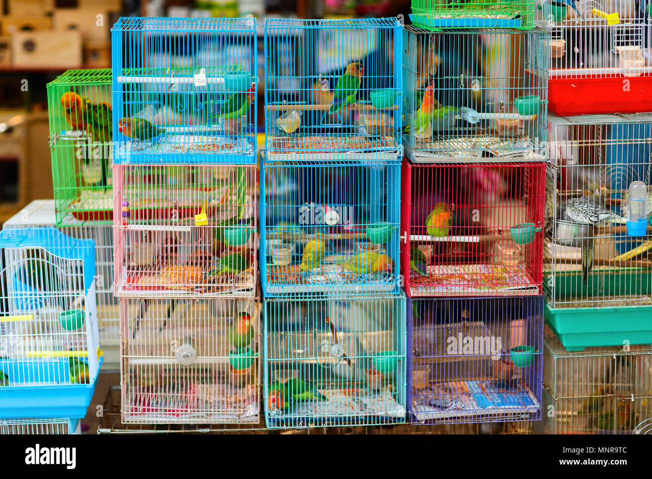 Cage Oiseau Accessoires Neufs Et Doccasion Pour Animaux