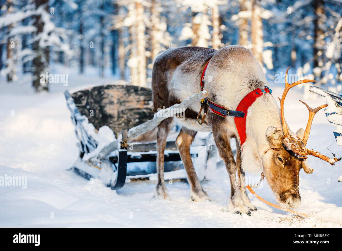 Rennes dans une forêt d'hiver en Laponie finlandaise Banque D'Images