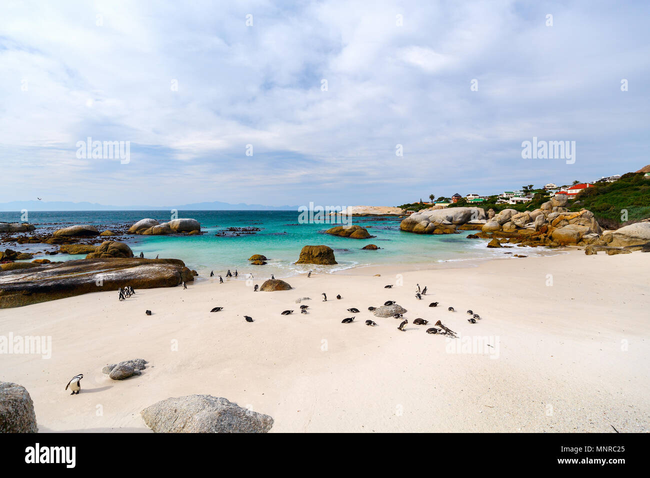 Colonie de pingouins africains à Boulders beach, près de Cape Town en Afrique du Sud Banque D'Images