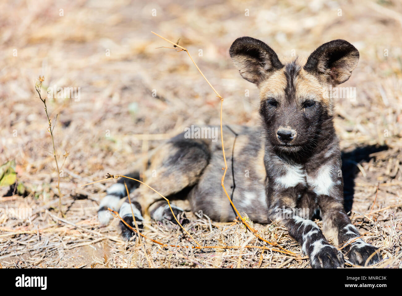 Les espèces animales sauvages africains de chien au parc safari en Afrique du Sud Banque D'Images Les espèces animales sauvages africains de chien au parc safari en Afrique du Sud Banque D'Images