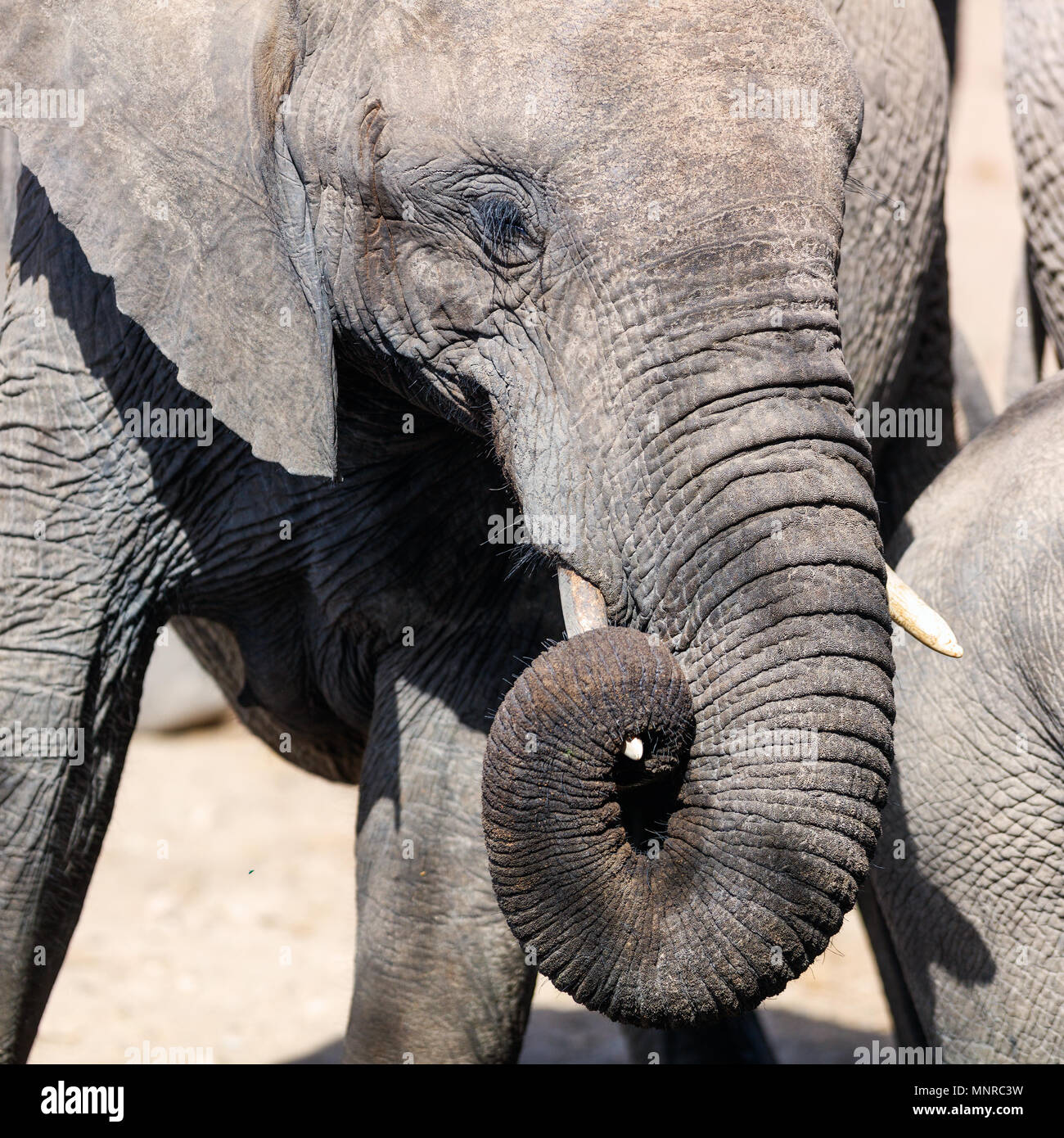 Close up de l'éléphant au parc safari Banque D'Images Close up de l'éléphant au parc safari Banque D'Images