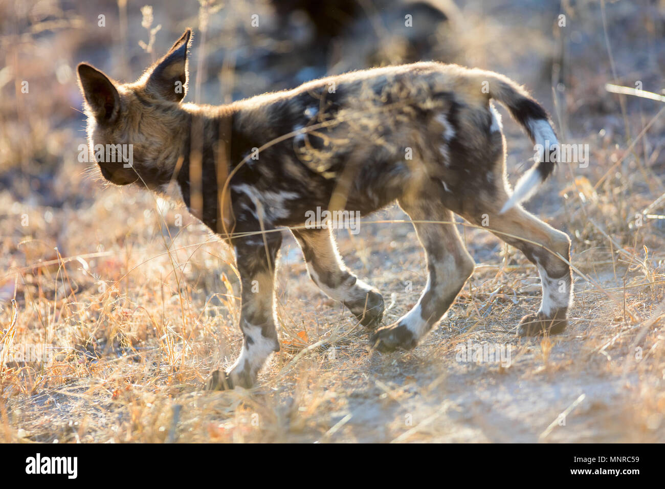 Les espèces animales sauvages africains de chien au parc safari en Afrique du Sud Banque D'Images Les espèces animales sauvages africains de chien au parc safari en Afrique du Sud Banque D'Images