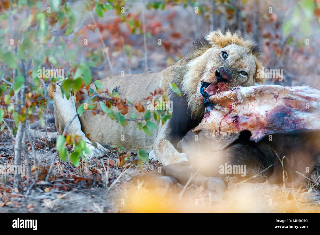 Lion mâle mangeant une carcasse de bison au parc safari Banque D'Images