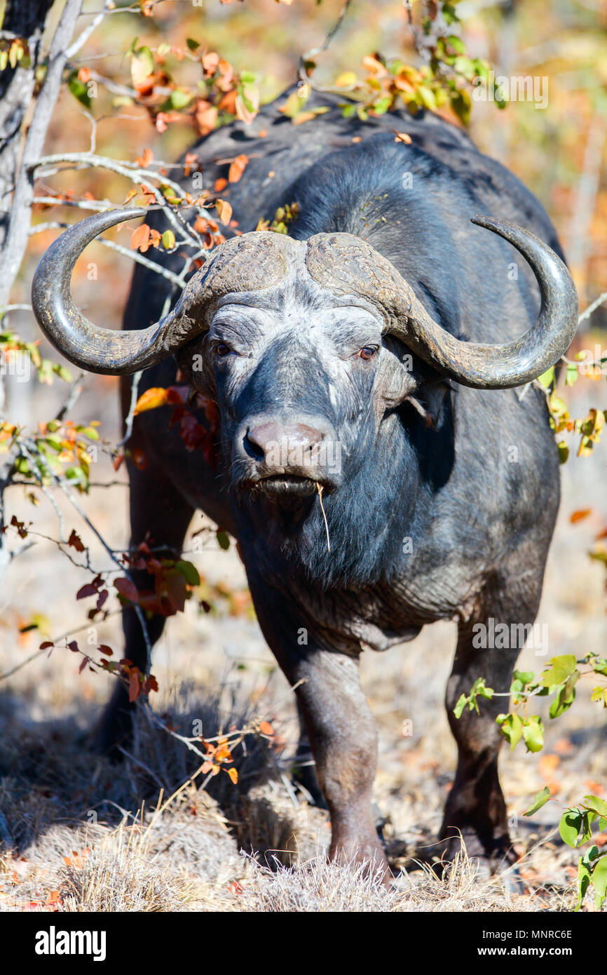 Buffalo au parc safari en Afrique du Sud Banque D'Images Buffalo au parc safari en Afrique du Sud Banque D'Images