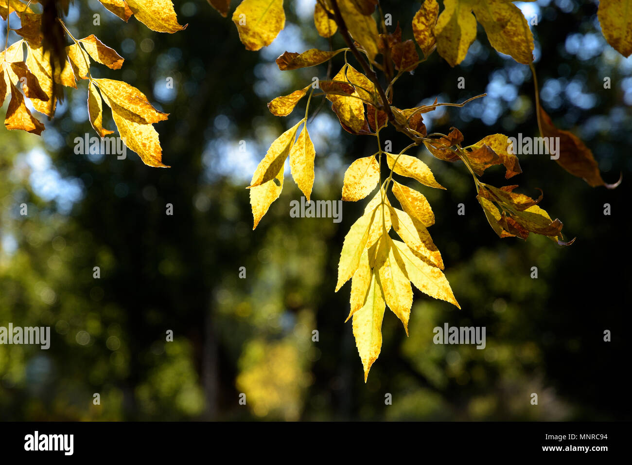 Les feuilles d'automne a mis en évidence par la lumière du soleil Banque D'Images