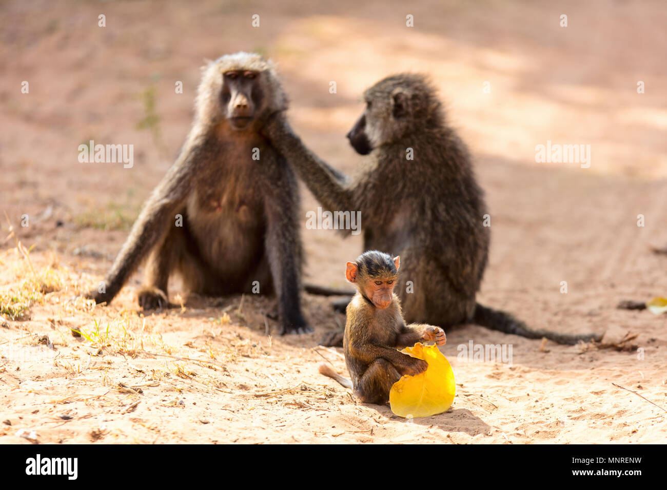 Singe babouin famille dans le parc national de Samburu, Kenya Banque D'Images