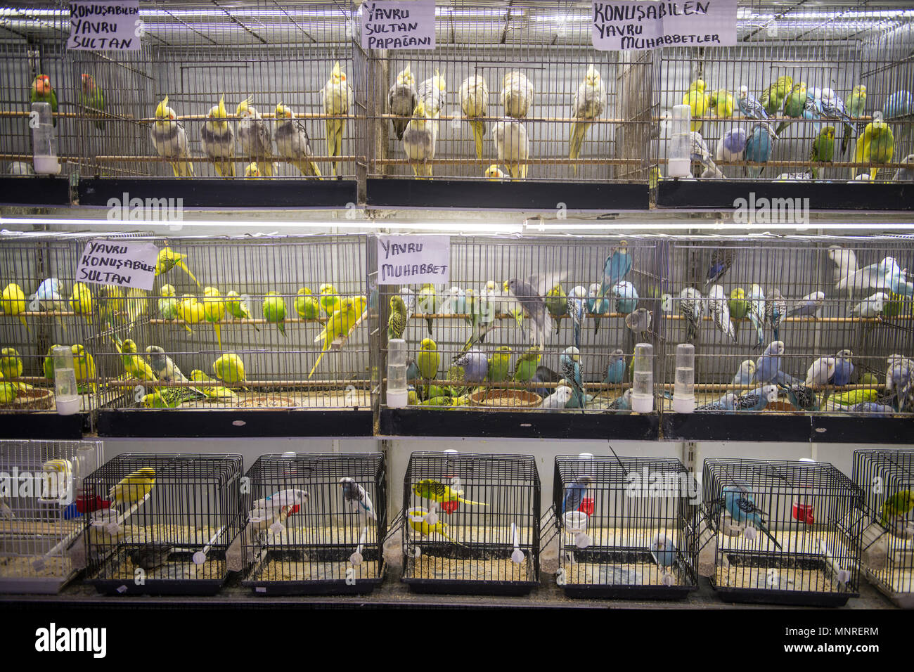 Les étagères sont bordées de cages d'oiseaux contenant différentes races d'oiseaux domestiques en vente au marché, Istanbul, Turquie. Banque D'Images