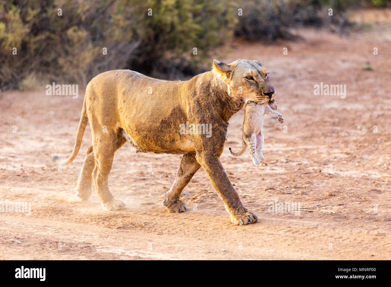 Lionne transportant cub dans sa bouche dans la réserve nationale au Kenya Banque D'Images