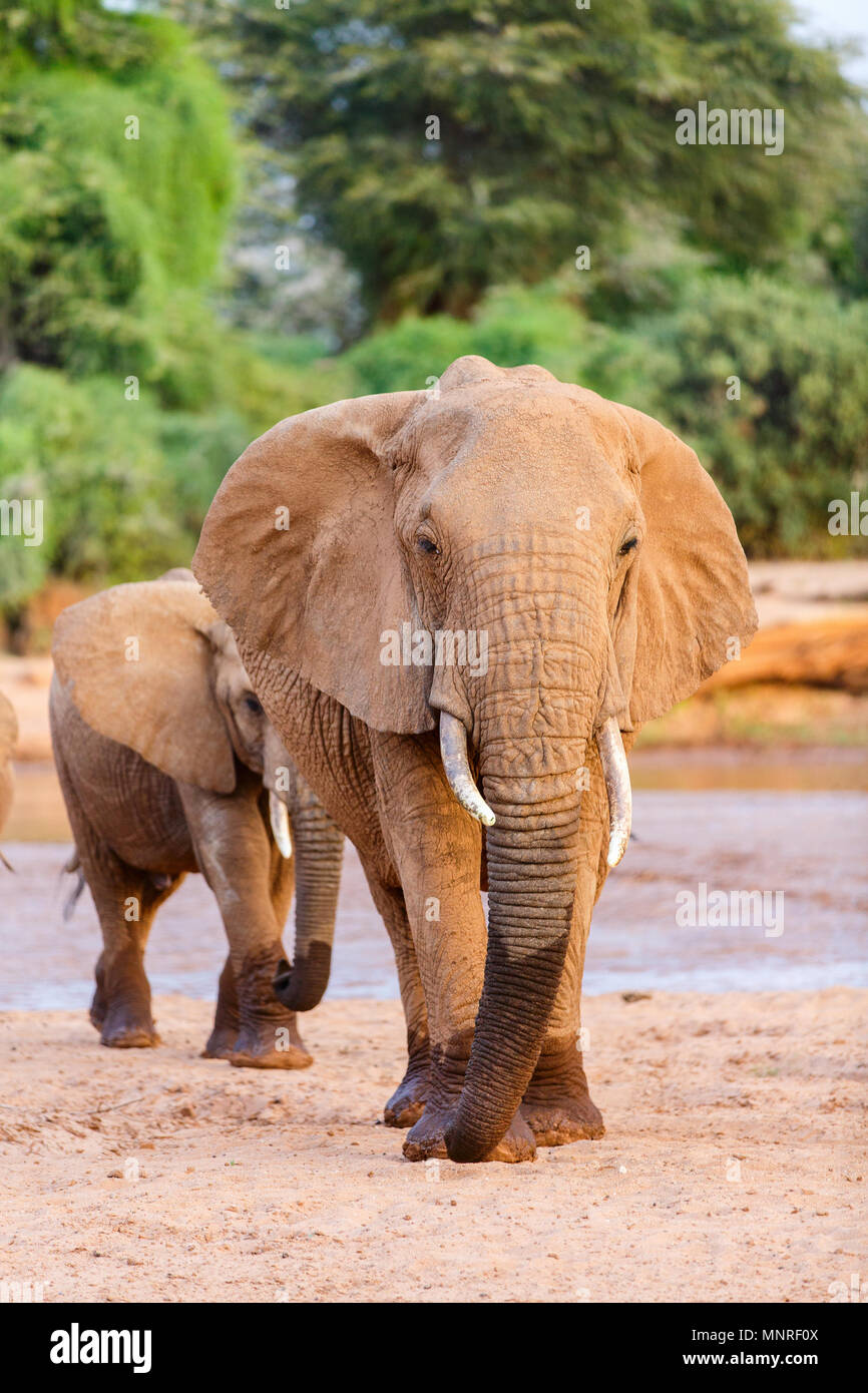 Fermer jusqu'à l'éléphant au parc safari Banque D'Images Fermer jusqu'à l'éléphant au parc safari Banque D'Images