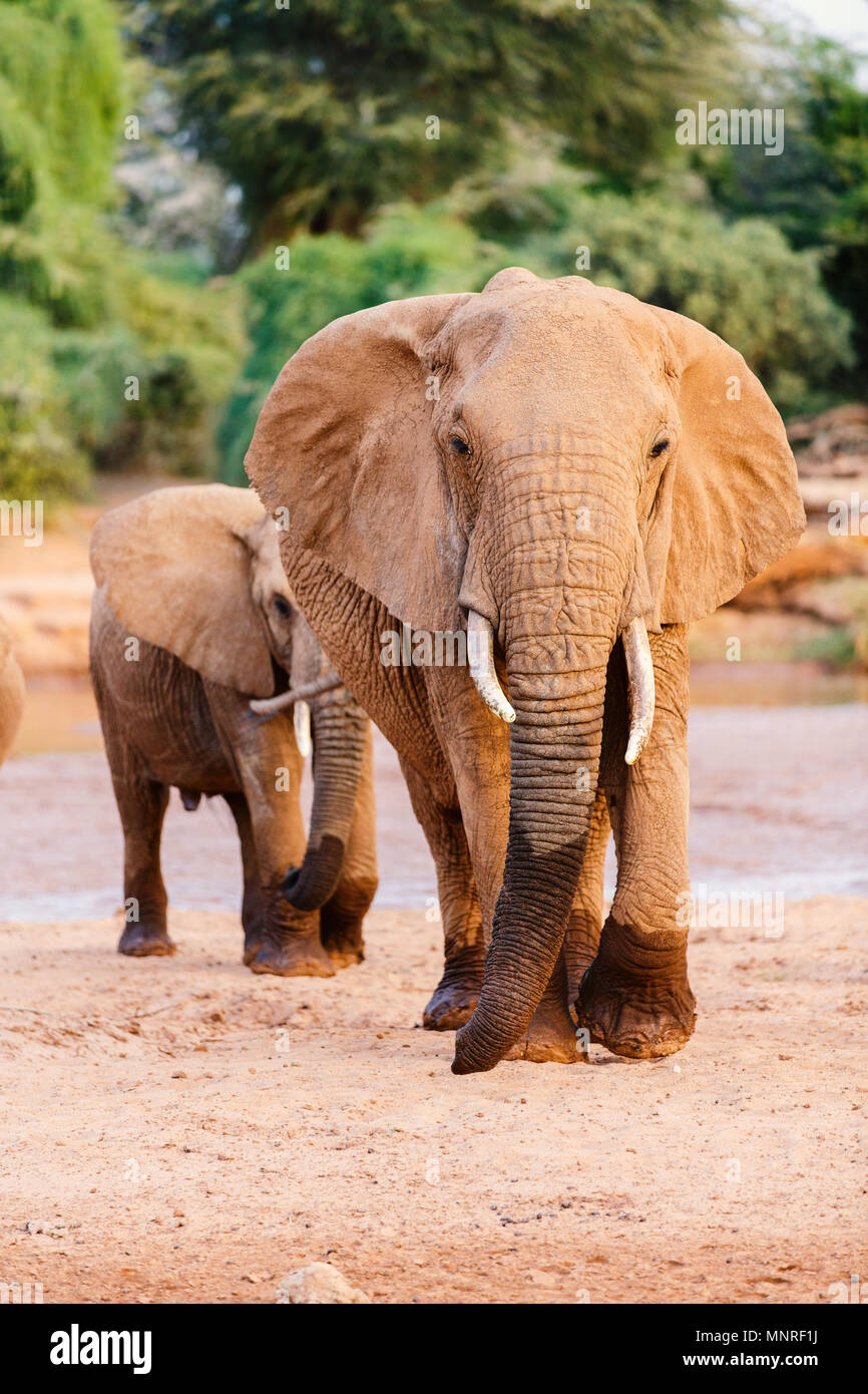 Fermer jusqu'à l'éléphant au parc safari Banque D'Images Fermer jusqu'à l'éléphant au parc safari Banque D'Images
