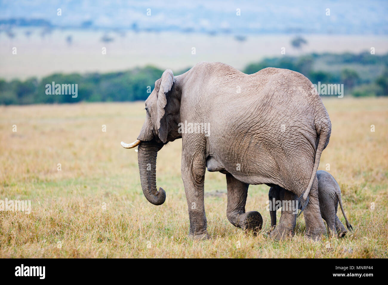 Mère et bébé éléphants au parc safari au Kenya Afrique Banque D'Images
