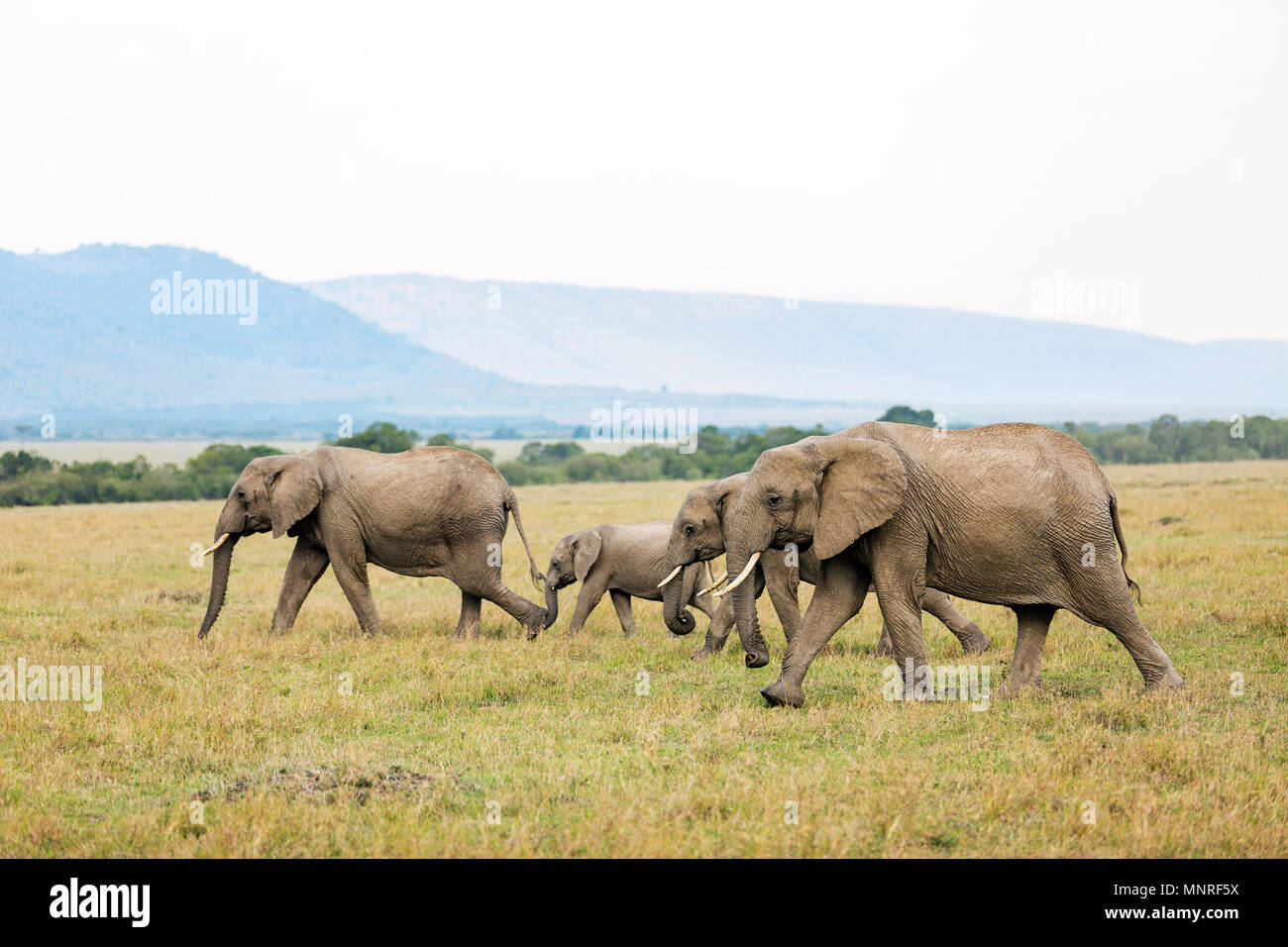 Les éléphants au parc safari au Kenya Afrique Banque D'Images