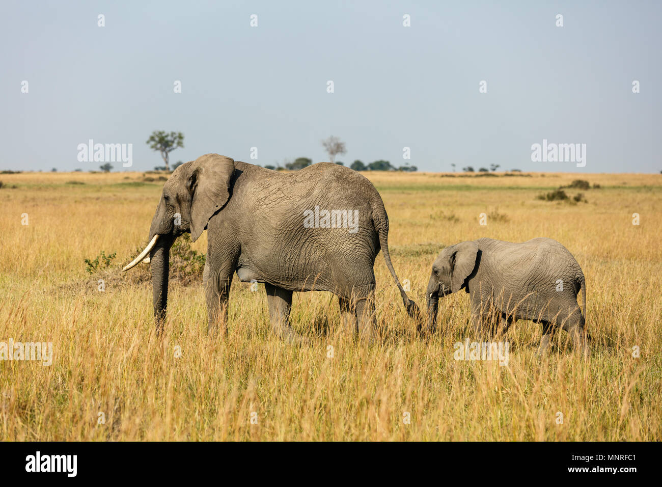 Les éléphants au parc safari au Kenya Afrique Banque D'Images Les éléphants au parc safari au Kenya Afrique Banque D'Images